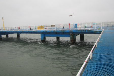 オリジナルメーカー海づり公園(市原市海づり施設) 釣果