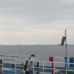 オリジナルメーカー海づり公園(市原市海づり施設) 釣果