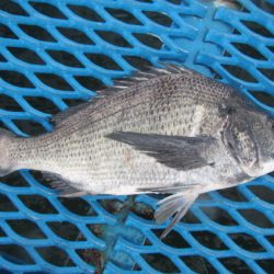 オリジナルメーカー海づり公園(市原市海づり施設) 釣果