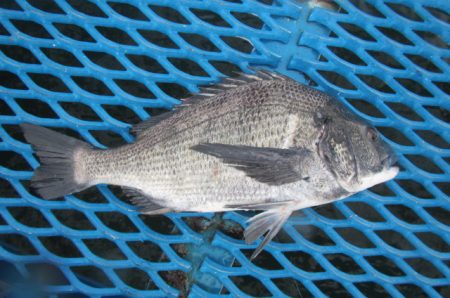 オリジナルメーカー海づり公園(市原市海づり…