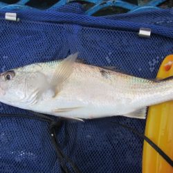 オリジナルメーカー海づり公園(市原市海づり施設) 釣果