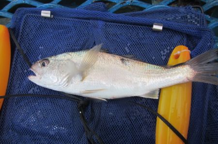 オリジナルメーカー海づり公園(市原市海づり施設) 釣果