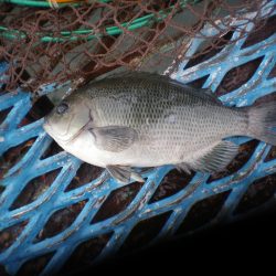 オリジナルメーカー海づり公園(市原市海づり施設) 釣果