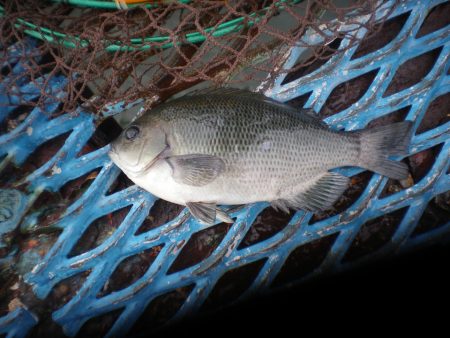 オリジナルメーカー海づり公園(市原市海づり施設) 釣果