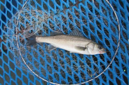 オリジナルメーカー海づり公園(市原市海づり施設) 釣果