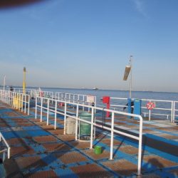 オリジナルメーカー海づり公園(市原市海づり施設) 釣果