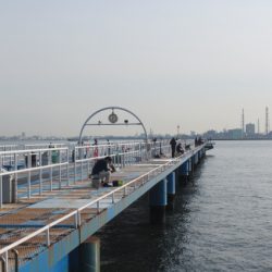 オリジナルメーカー海づり公園(市原市海づり施設) 釣果