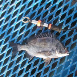 オリジナルメーカー海づり公園(市原市海づり施設) 釣果