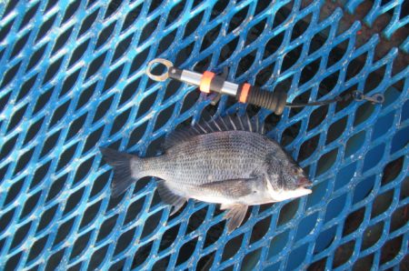 オリジナルメーカー海づり公園(市原市海づり…