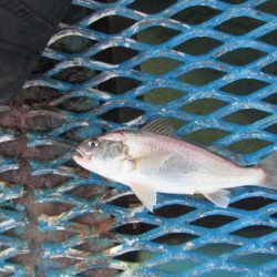 オリジナルメーカー海づり公園(市原市海づり施設) 釣果