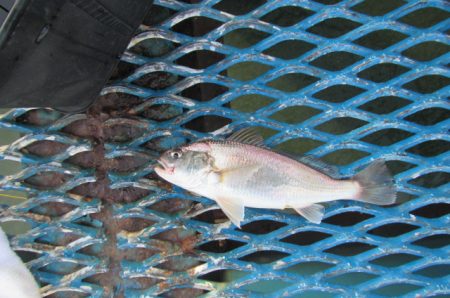 オリジナルメーカー海づり公園(市原市海づり施設) 釣果
