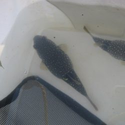 オリジナルメーカー海づり公園(市原市海づり施設) 釣果