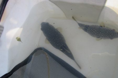 オリジナルメーカー海づり公園(市原市海づり施設) 釣果