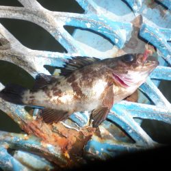 オリジナルメーカー海づり公園(市原市海づり施設) 釣果