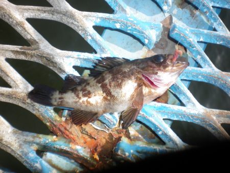 オリジナルメーカー海づり公園(市原市海づり施設) 釣果