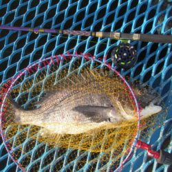 オリジナルメーカー海づり公園(市原市海づり施設) 釣果