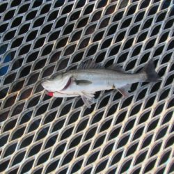 オリジナルメーカー海づり公園(市原市海づり施設) 釣果