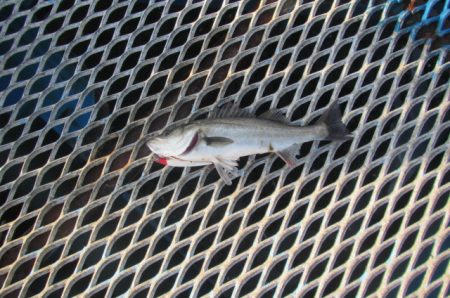 オリジナルメーカー海づり公園(市原市海づり施設) 釣果