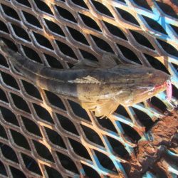 オリジナルメーカー海づり公園(市原市海づり施設) 釣果