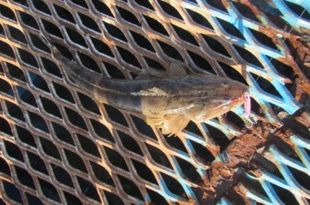 オリジナルメーカー海づり公園(市原市海づり施設) 釣果