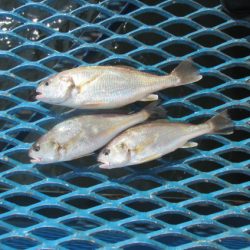 オリジナルメーカー海づり公園(市原市海づり施設) 釣果