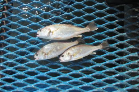 オリジナルメーカー海づり公園(市原市海づり施設) 釣果