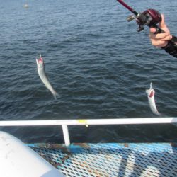 オリジナルメーカー海づり公園(市原市海づり施設) 釣果