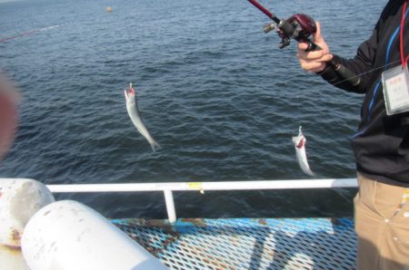オリジナルメーカー海づり公園(市原市海づり施設) 釣果