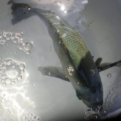 オリジナルメーカー海づり公園(市原市海づり施設) 釣果