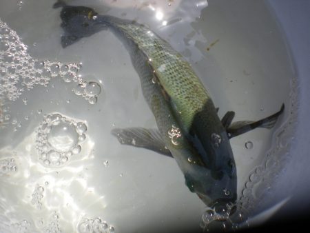 オリジナルメーカー海づり公園(市原市海づり施設) 釣果