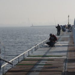 オリジナルメーカー海づり公園(市原市海づり施設) 釣果