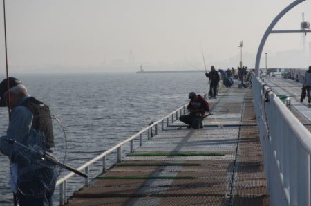 オリジナルメーカー海づり公園(市原市海づり施設) 釣果