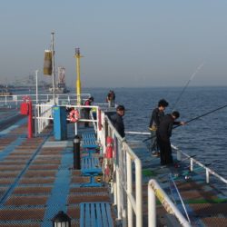 オリジナルメーカー海づり公園(市原市海づり施設) 釣果