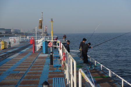 オリジナルメーカー海づり公園(市原市海づり施設) 釣果
