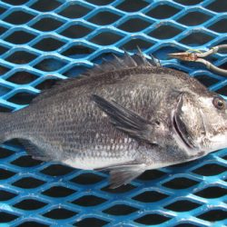 オリジナルメーカー海づり公園(市原市海づり施設) 釣果