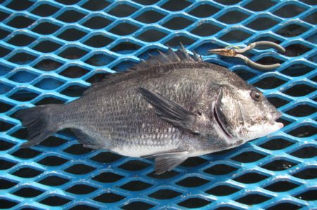 オリジナルメーカー海づり公園(市原市海づり…