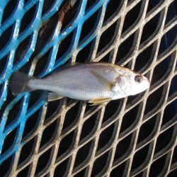 オリジナルメーカー海づり公園(市原市海づり施設) 釣果