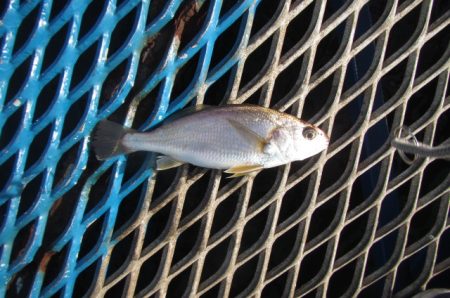 オリジナルメーカー海づり公園(市原市海づり施設) 釣果