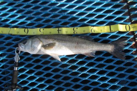 オリジナルメーカー海づり公園(市原市海づり施設) 釣果