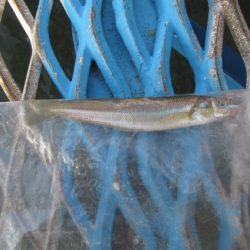 オリジナルメーカー海づり公園(市原市海づり施設) 釣果