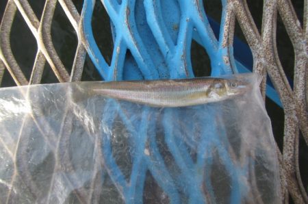 オリジナルメーカー海づり公園(市原市海づり施設) 釣果