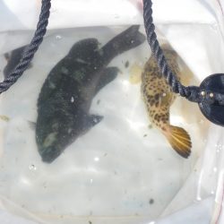 オリジナルメーカー海づり公園(市原市海づり施設) 釣果