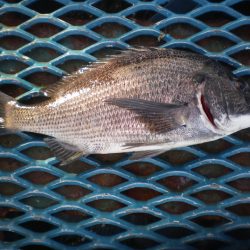 オリジナルメーカー海づり公園(市原市海づり施設) 釣果