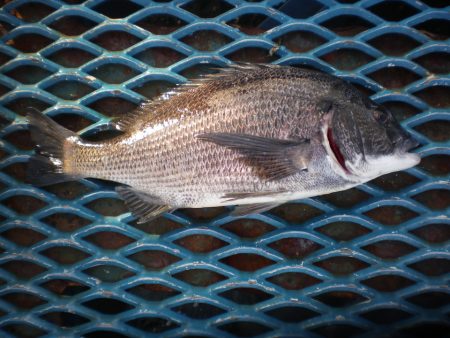 オリジナルメーカー海づり公園(市原市海づり施設) 釣果