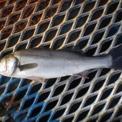 オリジナルメーカー海づり公園(市原市海づり施設) 釣果