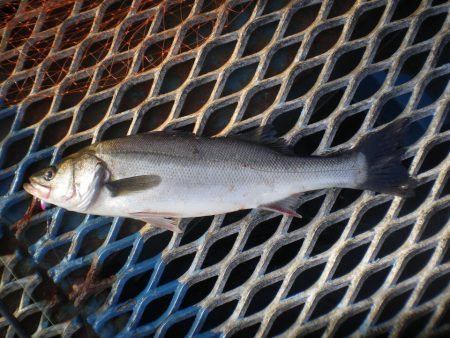 オリジナルメーカー海づり公園(市原市海づり施設) 釣果