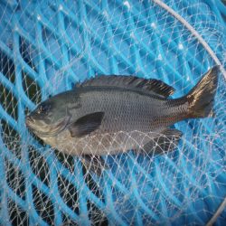 オリジナルメーカー海づり公園(市原市海づり施設) 釣果