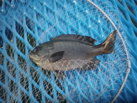 オリジナルメーカー海づり公園(市原市海づり…