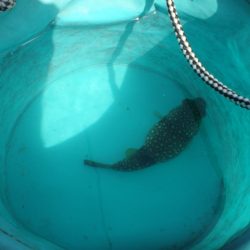 オリジナルメーカー海づり公園(市原市海づり施設) 釣果