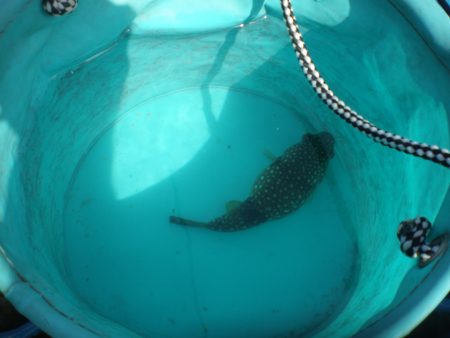 オリジナルメーカー海づり公園(市原市海づり施設) 釣果